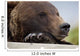 Captive Grizzly Bear Rests Its Head On A Log Wall Mural