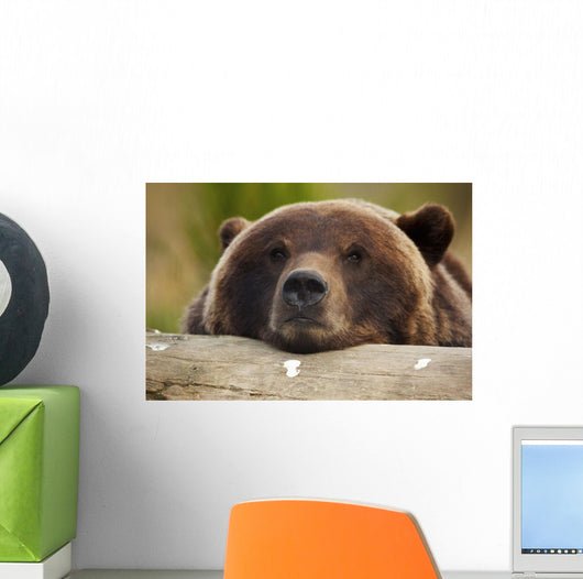 Captive Grizzly Bear Rests Its Head On A Log Wall Mural
