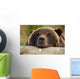 Captive Grizzly Bear Rests Its Head On A Log Wall Mural