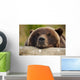 Captive Grizzly Bear Rests Its Head On A Log Wall Mural