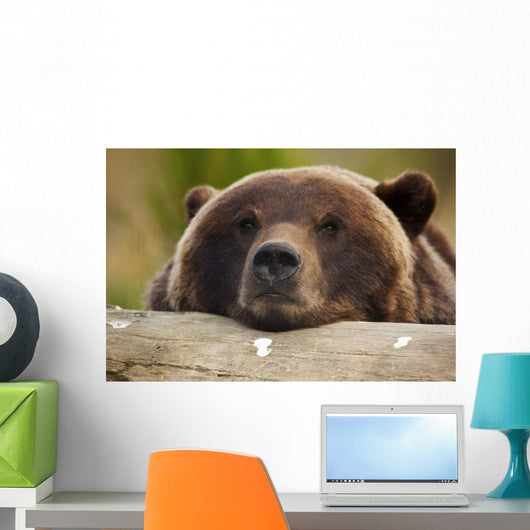 Captive Grizzly Bear Rests Its Head On A Log Wall Mural