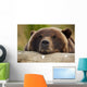 Captive Grizzly Bear Rests Its Head On A Log Wall Mural