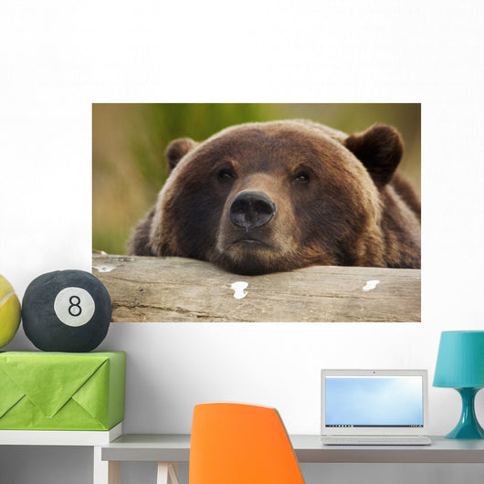 Captive Grizzly Bear Rests Its Head On A Log Wall Mural