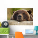 Captive Grizzly Bear Rests Its Head On A Log Wall Mural