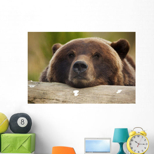 Captive Grizzly Bear Rests Its Head On A Log Wall Mural