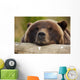 Captive Grizzly Bear Rests Its Head On A Log Wall Mural