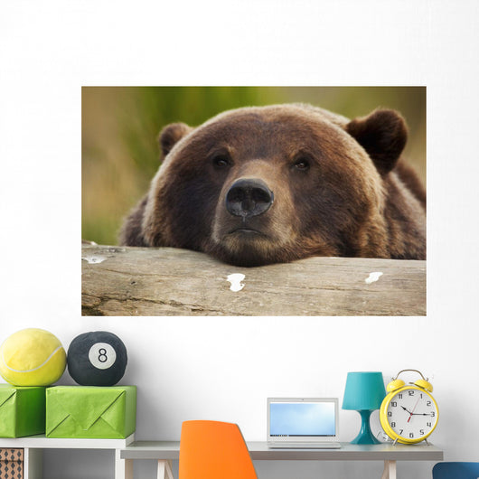 Captive Grizzly Bear Rests Its Head On A Log Wall Mural