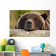 Captive Grizzly Bear Rests Its Head On A Log Wall Mural