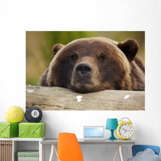 Captive Grizzly Bear Rests Its Head On A Log Wall Mural