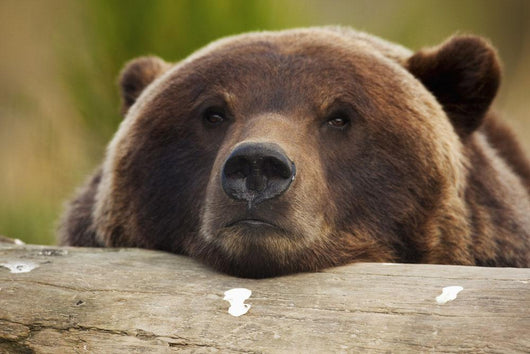 Captive Grizzly Bear Rests Its Head On A Log Wall Mural