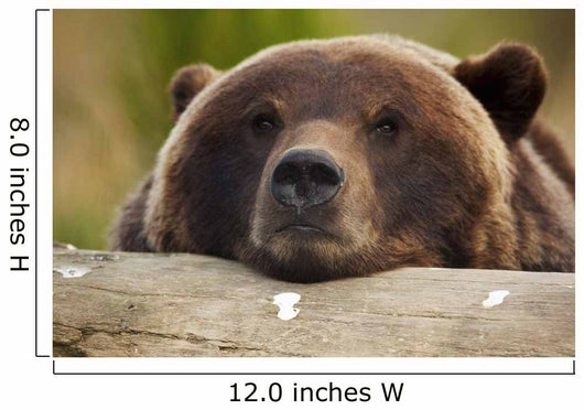 Captive Grizzly Bear Rests Its Head On A Log Wall Mural