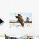 Captive Grizzly Plays With Pumpkins By Throwing Them Wall Mural