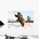 Captive Grizzly Plays With Pumpkins By Throwing Them Wall Mural