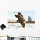 Captive Grizzly Plays With Pumpkins By Throwing Them Wall Mural