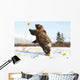 Captive Grizzly Plays With Pumpkins By Throwing Them Wall Mural