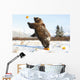 Captive Grizzly Plays With Pumpkins By Throwing Them Wall Mural