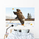 Captive Grizzly Plays With Pumpkins By Throwing Them Wall Mural
