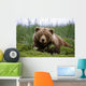 Brown Bear Laying In Grass Wall Mural