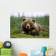 Brown Bear Laying In Grass Wall Mural