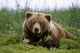 Brown Bear Laying In Grass Wall Mural