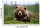 Brown Bear Laying In Grass Wall Mural