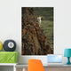 Dall Sheep Rams Perched On Rock Ledge Denali Np In Ak Summer Wall Mural