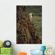 Dall Sheep Rams Perched On Rock Ledge Denali Np In Ak Summer Wall Mural