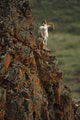 Dall Sheep Rams Perched On Rock Ledge Denali Np In Ak Summer Wall Mural