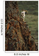 Dall Sheep Rams Perched On Rock Ledge Denali Np In Ak Summer Wall Mural