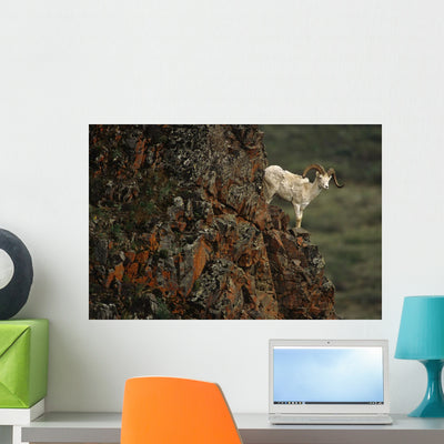 Dall Sheep Rams Perched Wall Mural shown on a wall