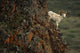 Dall Sheep Rams Perched On Rock Ledge Denali Np In Ak Summer Wall Mural