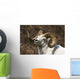Close Up Portrait Of A Full-Curl Dall Sheep Ram Wall Mural