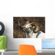 Close Up Portrait Of A Full-Curl Dall Sheep Ram Wall Mural
