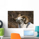 Close Up Portrait Of A Full-Curl Dall Sheep Ram Wall Mural
