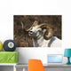 Close Up Portrait Of A Full-Curl Dall Sheep Ram Wall Mural