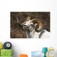 Close Up Portrait Of A Full-Curl Dall Sheep Ram Wall Mural