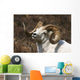 Close Up Portrait Of A Full-Curl Dall Sheep Ram Wall Mural
