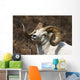 Close Up Portrait Of A Full-Curl Dall Sheep Ram Wall Mural