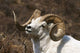 Close Up Portrait Of A Full-Curl Dall Sheep Ram Wall Mural