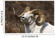 Close Up Portrait Of A Full-Curl Dall Sheep Ram Wall Mural