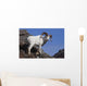 Dall Sheep On A Cliff, Denali National Park, Interior Alaska, Spring Wall Mural