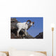 Dall Sheep On A Cliff, Denali National Park, Interior Alaska, Spring Wall Mural
