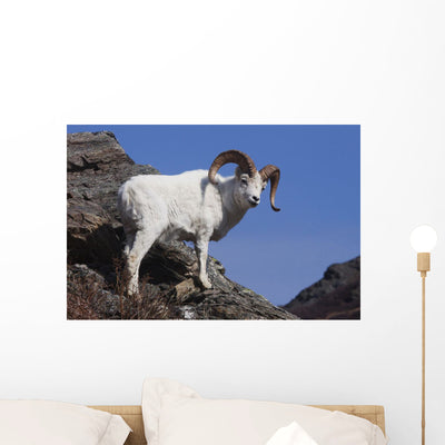 Dall Sheep Cliff Denali Wall Mural shown on a wall