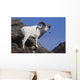 Dall Sheep On A Cliff, Denali National Park, Interior Alaska, Spring Wall Mural