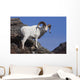 Dall Sheep On A Cliff, Denali National Park, Interior Alaska, Spring Wall Mural