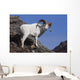 Dall Sheep On A Cliff, Denali National Park, Interior Alaska, Spring Wall Mural