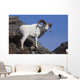 Dall Sheep On A Cliff, Denali National Park, Interior Alaska, Spring Wall Mural