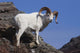 Dall Sheep On A Cliff, Denali National Park, Interior Alaska, Spring Wall Mural
