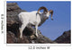 Dall Sheep On A Cliff, Denali National Park, Interior Alaska, Spring Wall Mural