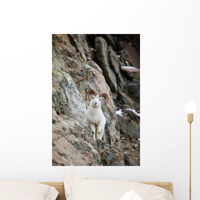 Curious Full-curled Dall Sheep Wall Mural shown on a wall